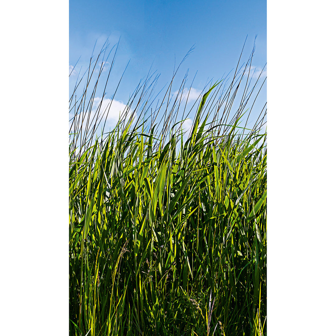 Wallpaper-Panel Reeds 3h. for Bedroom Living Room Kitchen 1.59x2.7m Smart Art Easy