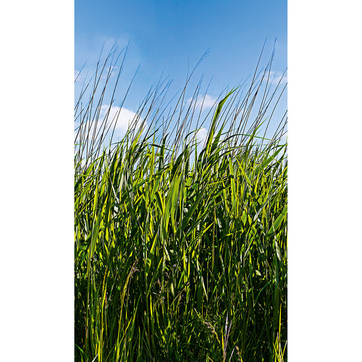 Wallpaper-Panel Reeds 3h. for Bedroom Living Room Kitchen 1.59x2.7m Smart Art Easy