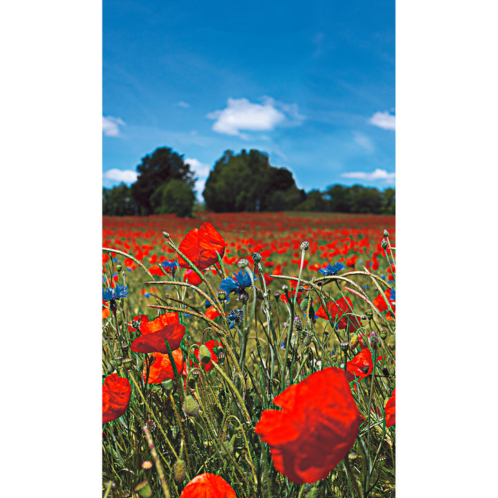 Wallpaper-Panel Poppy Field 3h. for Bedroom Living Room Kitchen 1.59x2.7m Smart Art Easy