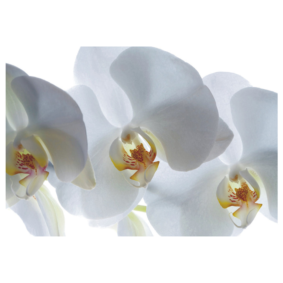Photo wallpaper Standard 127x180 cm, 1 panel, orchid