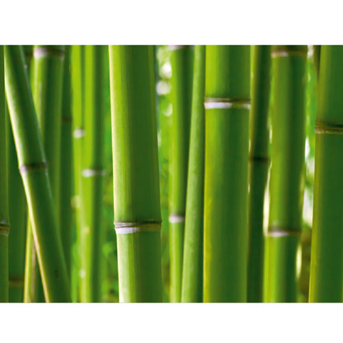 photo wallpaper Standard 360x254 cm, 4h, bamboo