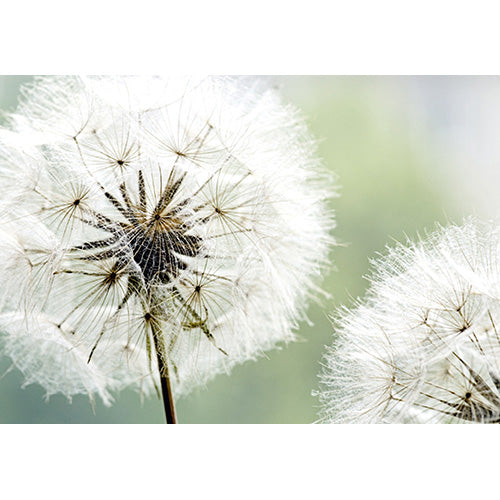 photo wallpaper Creative XXL 360x270 cm, 4 pcs., dandelion