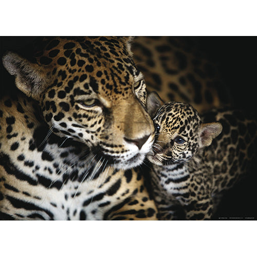 photo wallpaper Maxi poster 160x115 cm, 1 h., panther