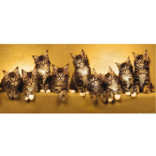 photo wallpaper Creative Horizontal 202x90 cm, 1h., cats
