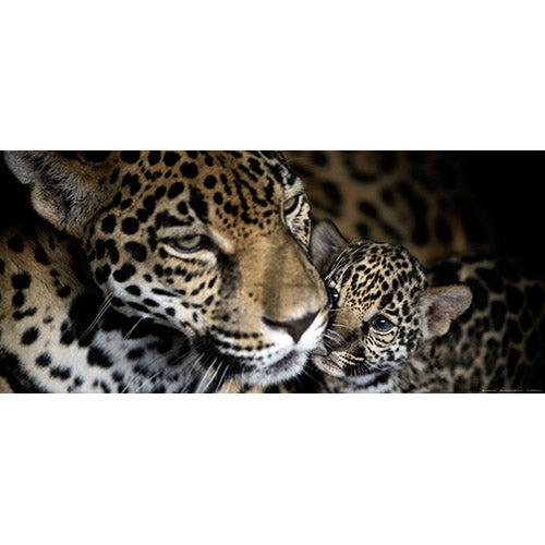 photo wallpaper Creative Horizontal 202x90 cm, 1 panel, leopards