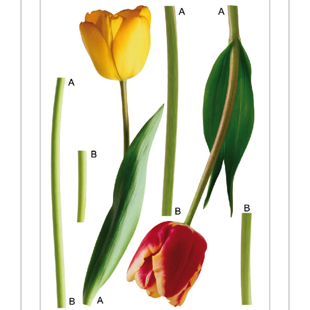 Stickers A&G 65x85 cm, 1h, 2 tulips