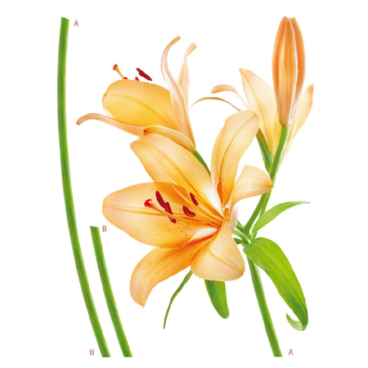 Sticker 65x85 Lily