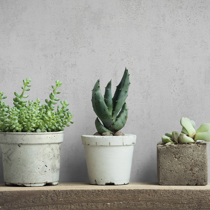 Тапет Бетон Сиво бяло Стуко