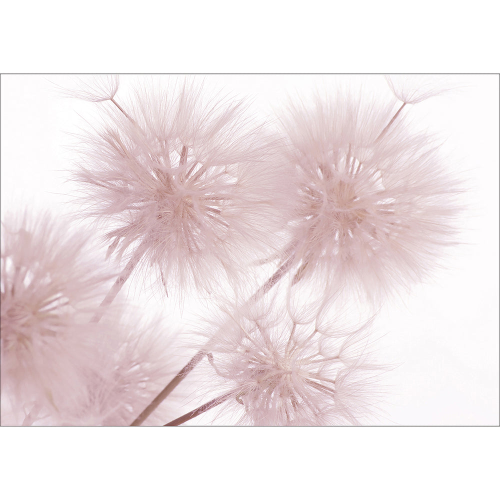 Фототапет Стандарт 360/254 см Розови глухарчета