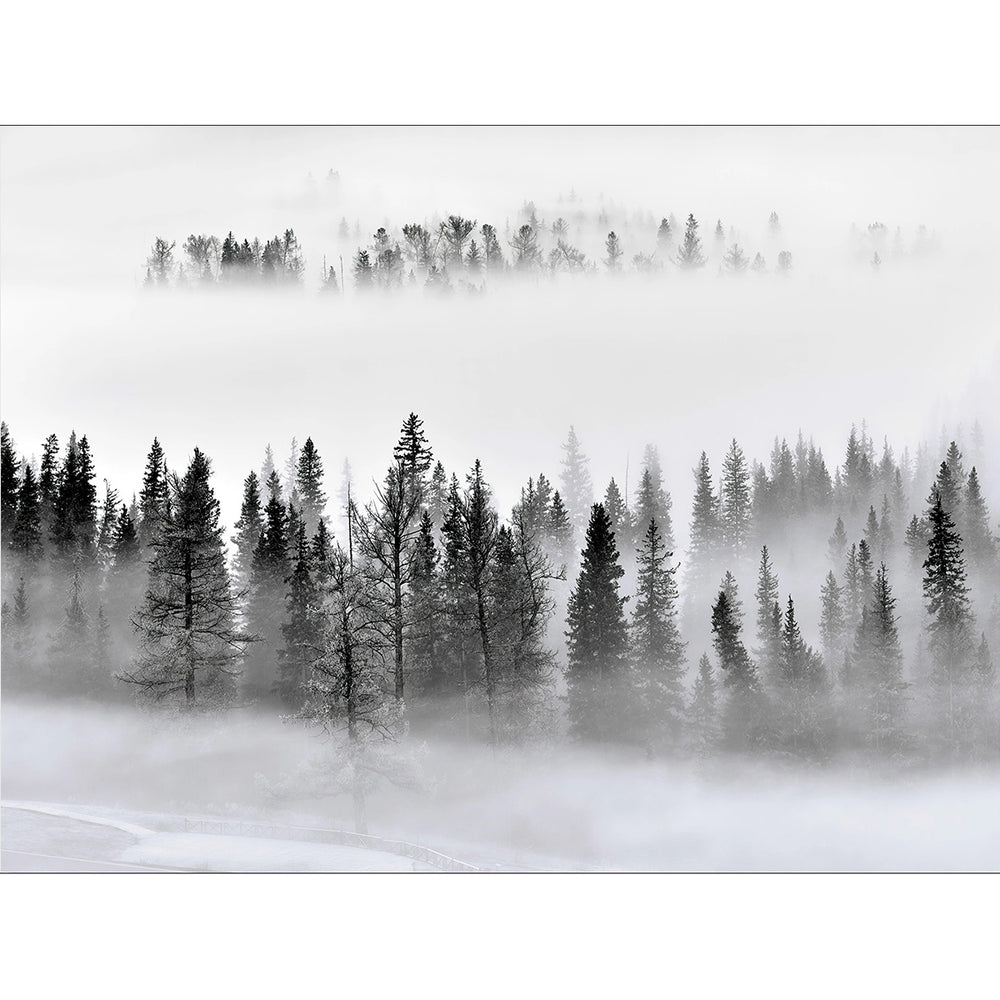 Фототапет Премиум 375/270 см Мъглива борова гора