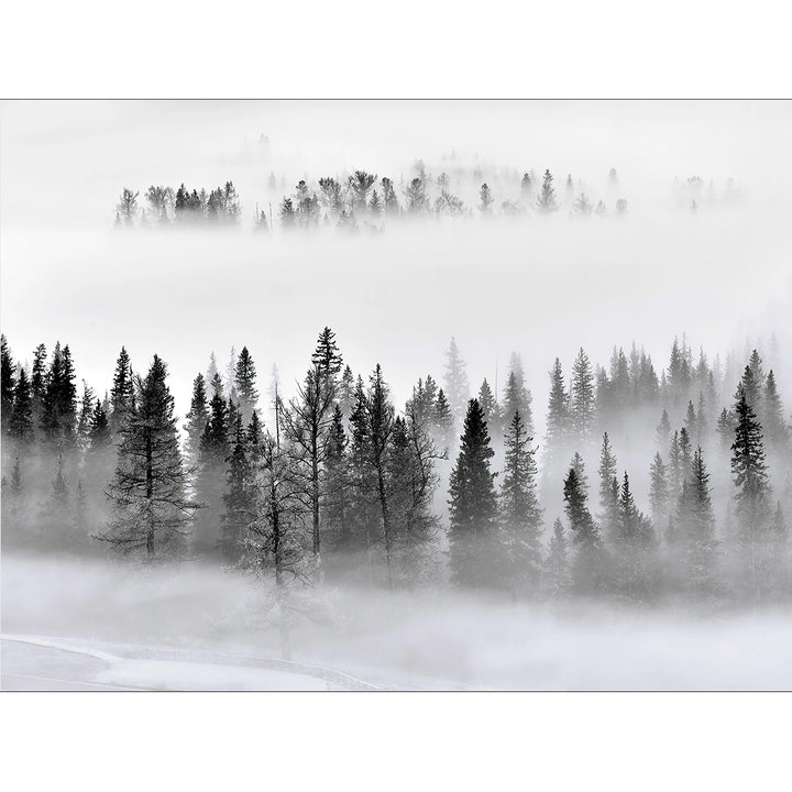 Фототапет Премиум 375/270 см Мъглива борова гора